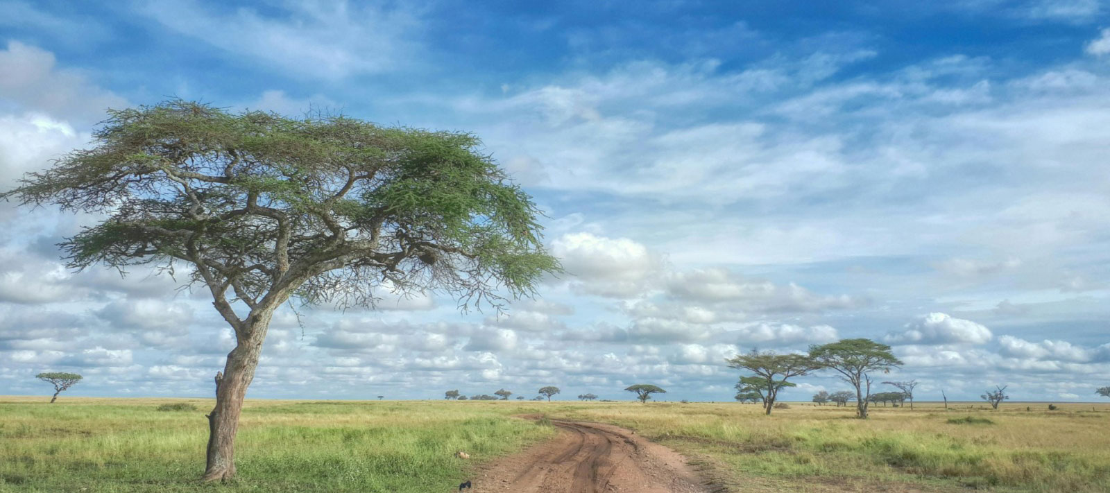 We Offer Employment Program